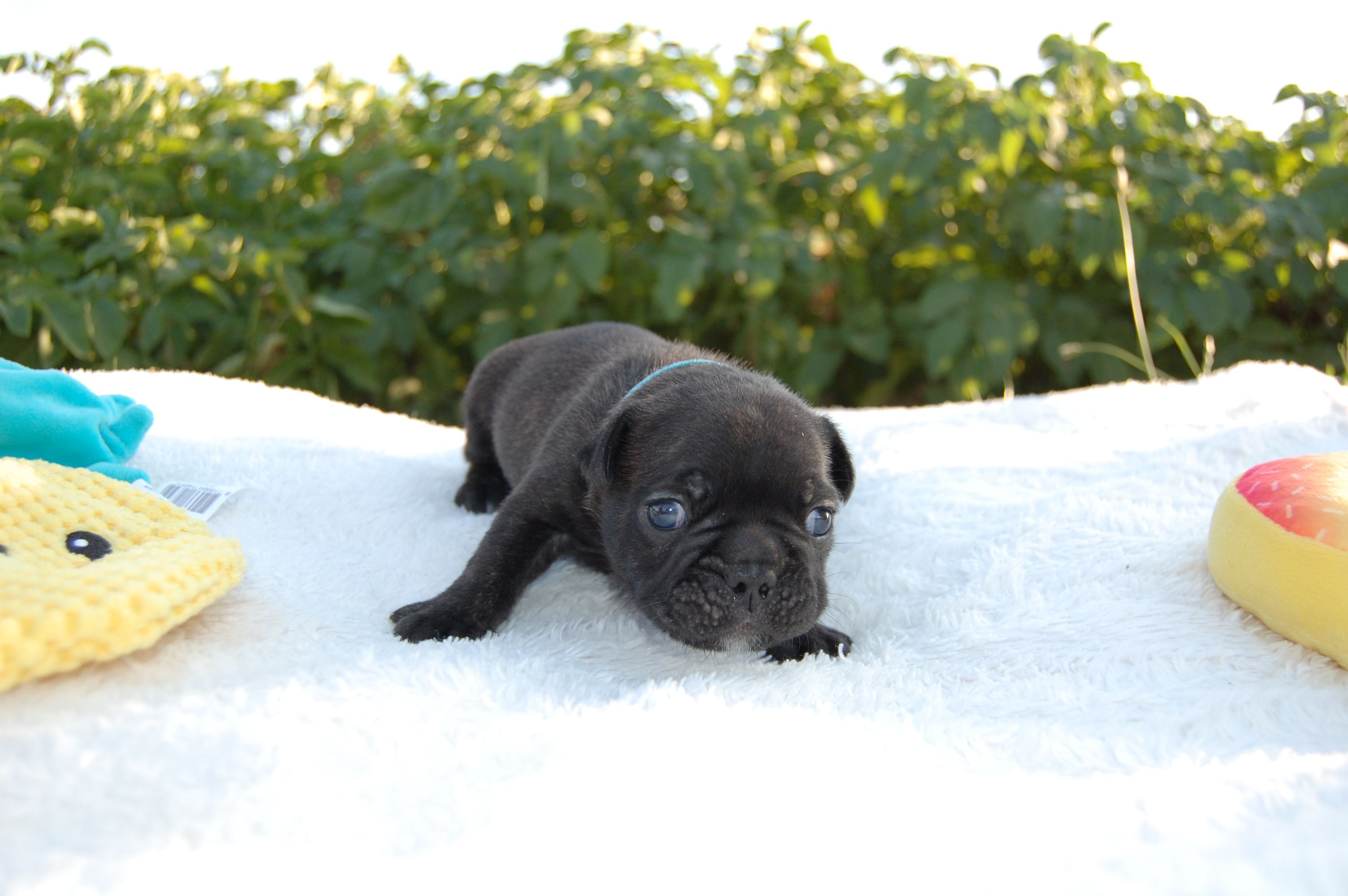 <svg class='blue'></svg> <b>Marrel</b> <svg class='blue'></svg>